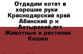 Отдадим котят в хорошие руки. - Краснодарский край, Абинский р-н, Ахтырский пгт Животные и растения » Кошки   